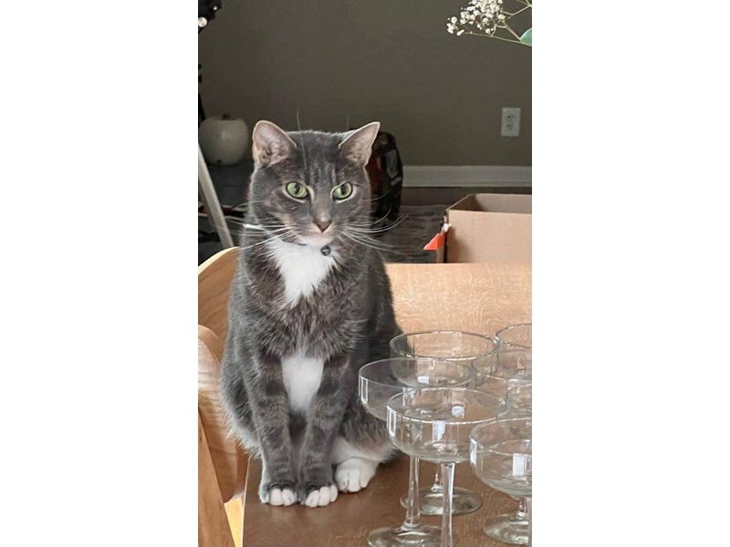 Pet Photo