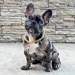 LEO RUIZ, French Bulldog, lost pet near Humble, TX
