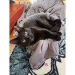 Kitty