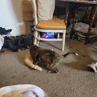 Lost Pet Image