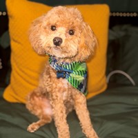 Lost Pet Image