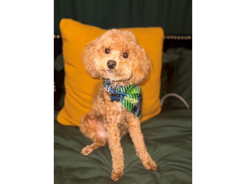 Pet Photo