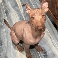 Lost Pet Image