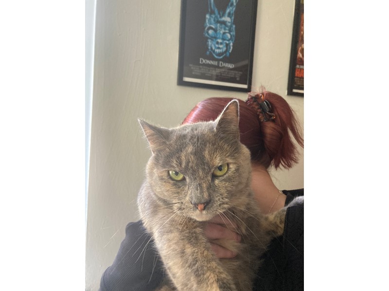 Pet Photo