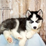 Vergil, Siberian Husky, lost pet near Oakwood, GA