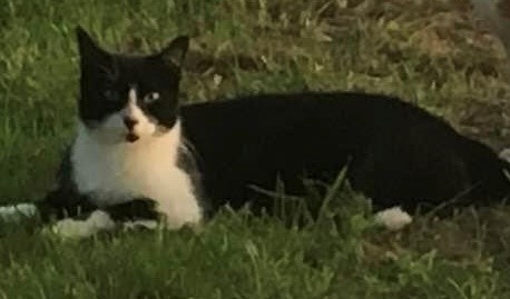 Pet Photo