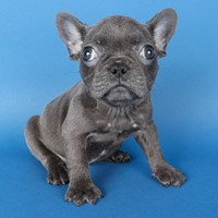 Lost Pet Image