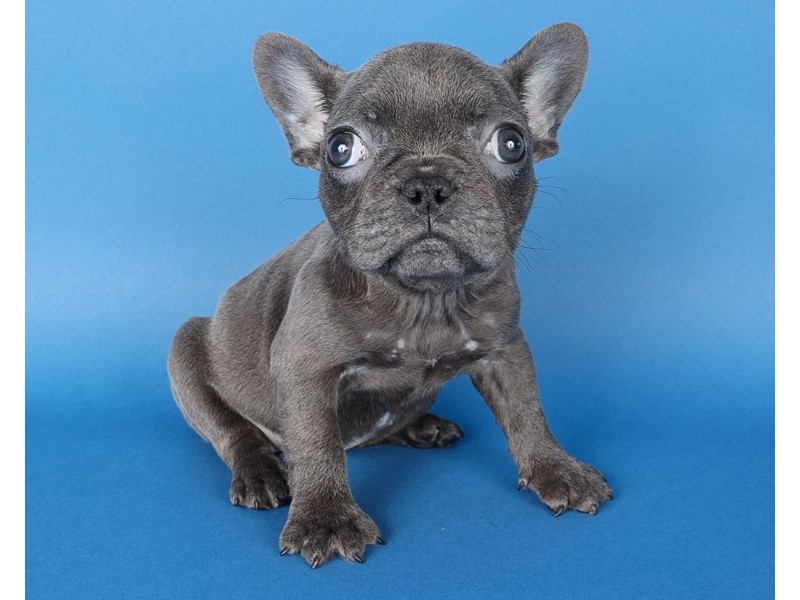 Pet Photo