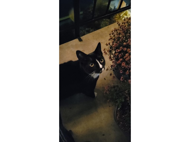 Pet Photo
