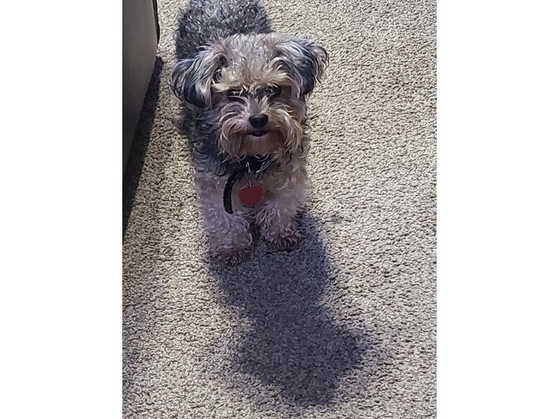 Pet Photo