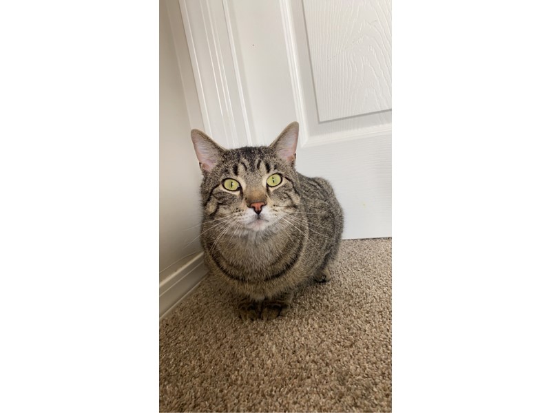 Pet Photo