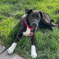 Lost Pet Image