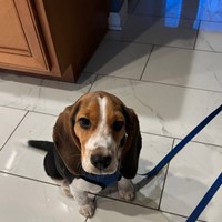 Lost Pet Image