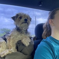 Lost Pet Image