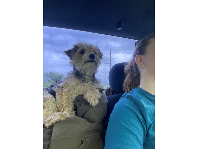 Pet Photo