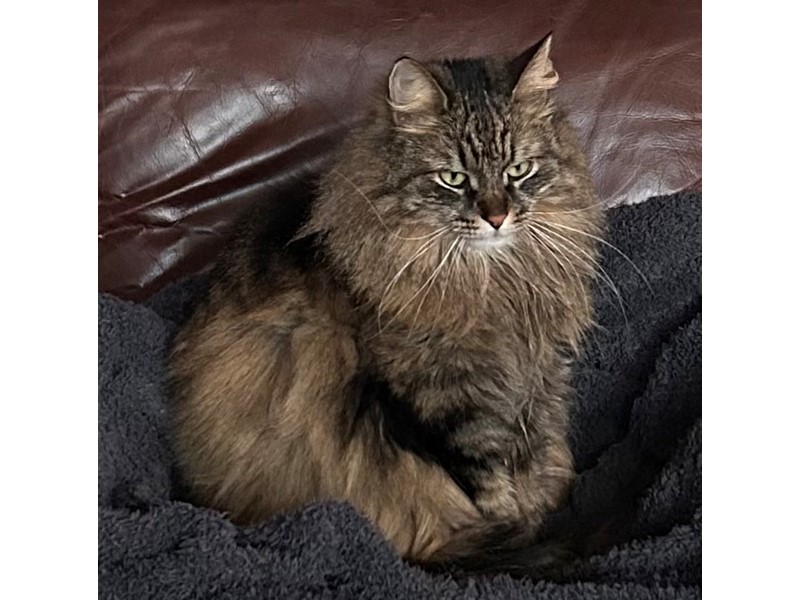 Pet Photo