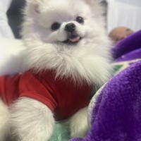 Lost Pet Image
