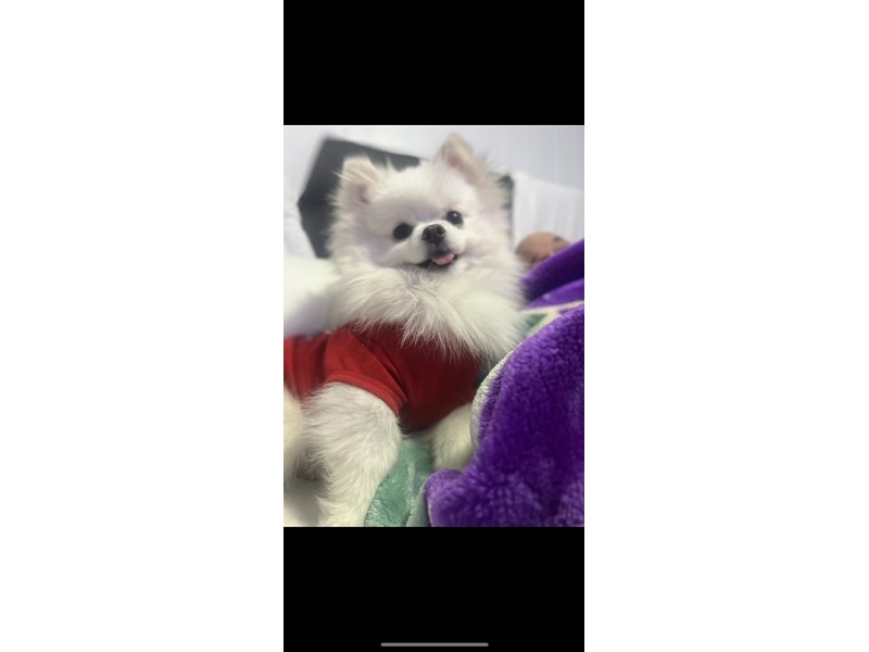Pet Photo
