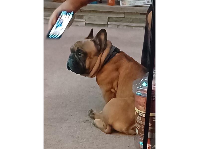 Pet Photo