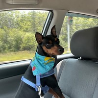 Lost Pet Image