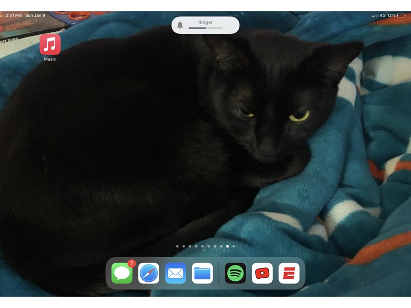 Pet Photo