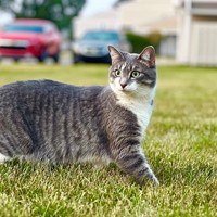Lost Pet Image