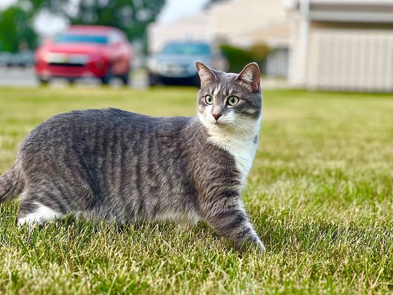 Pet Photo