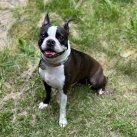 Lost Pet Image