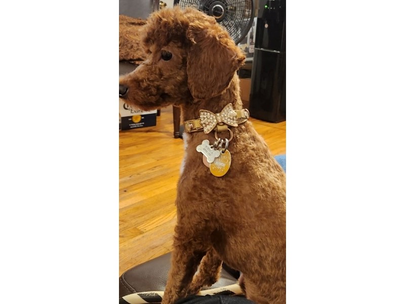 Pet Photo