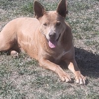 Lost Pet Image