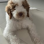 Venus, Goldendoodle, lost pet near Homestead, FL