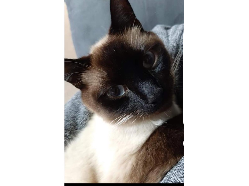 Pet Photo