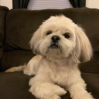 Lost Pet Image