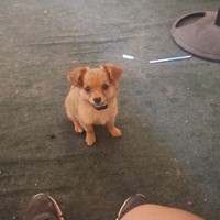 Lost Pet Image
