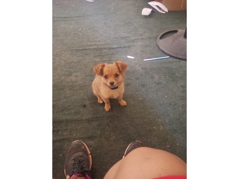 Pet Photo