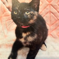 Lost Pet Image