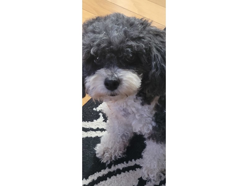 Pet Photo