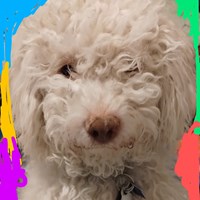 Lost Pet Image
