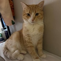 Lost Pet Image