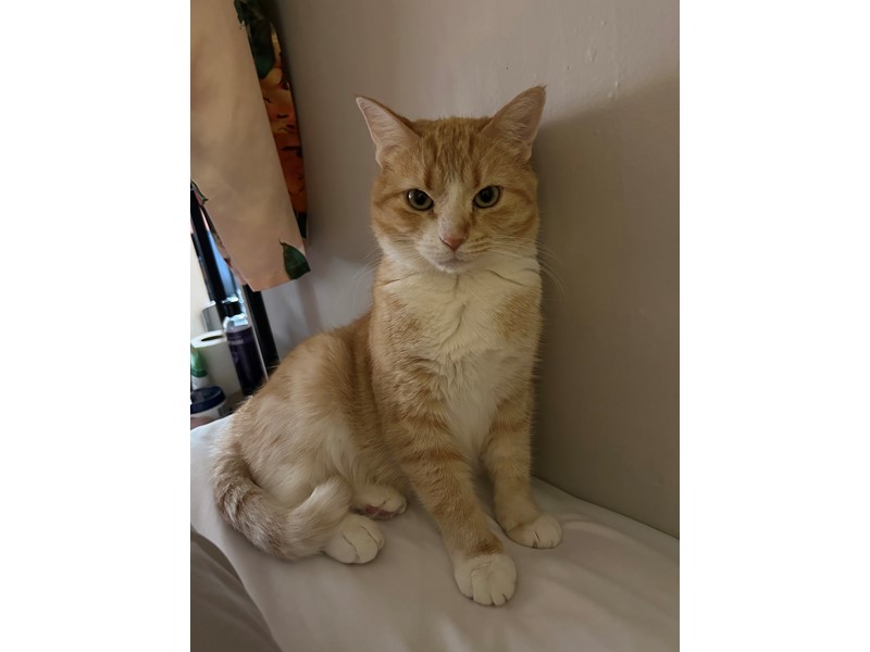 Pet Photo