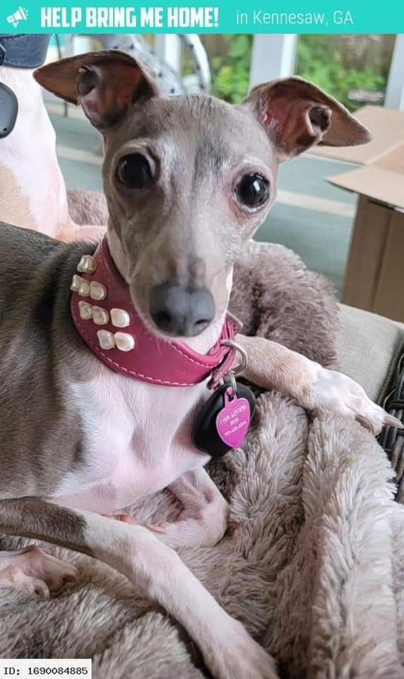 Itty Bitty is missing in Kennesaw, 30144 Petkey