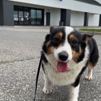 Lost Pet Image