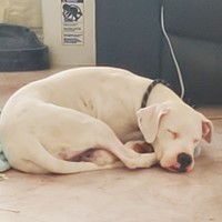 Lost Pet Image