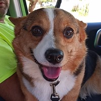 Lost Pet Image