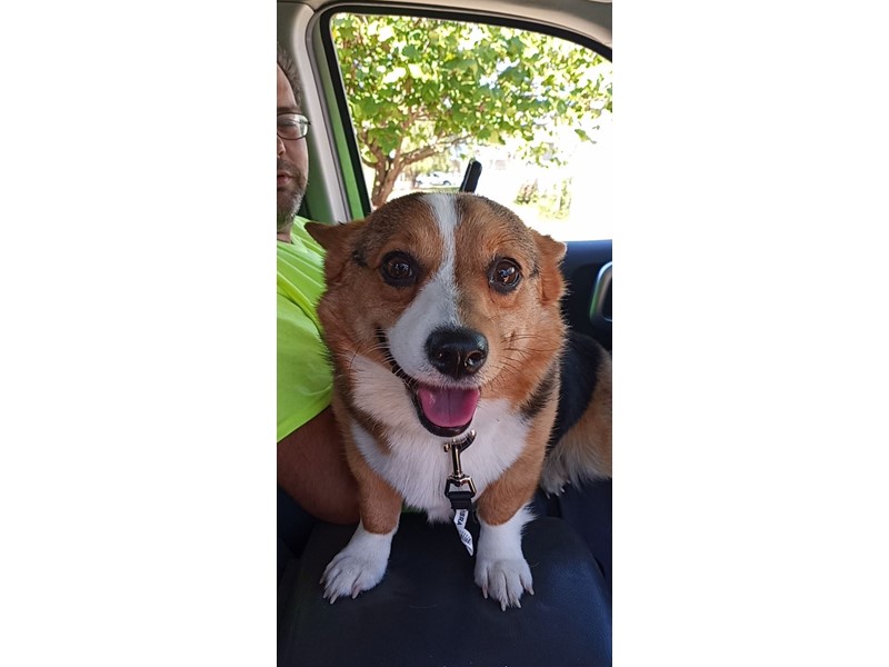 Pet Photo