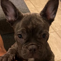 Lost Pet Image