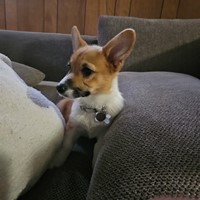 Lost Pet Image