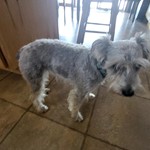 Addy, Miniature Schnauzer, lost pet near Mandan, ND