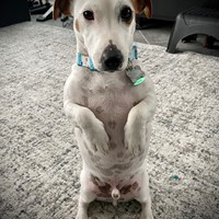 Lost Pet Image