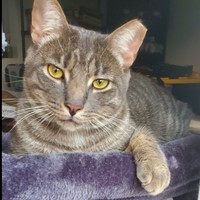 Lost Pet Image